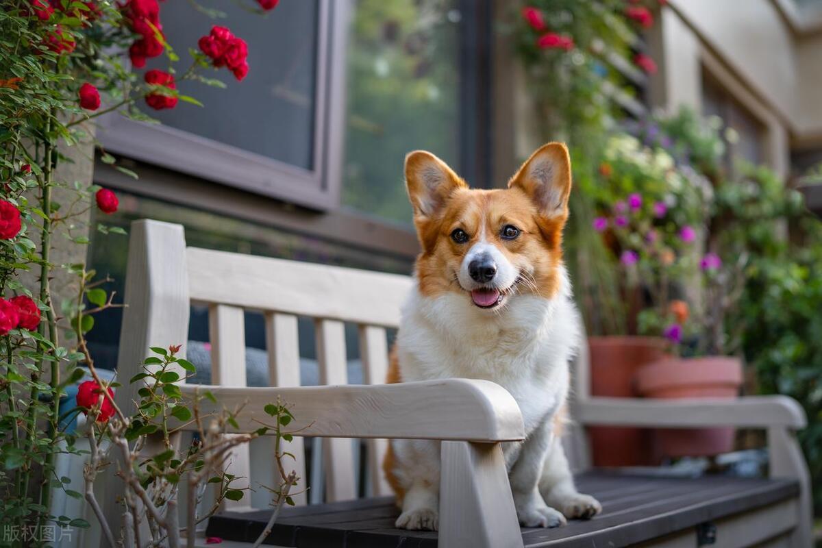 最新犬种,最新犬种，探索与介绍